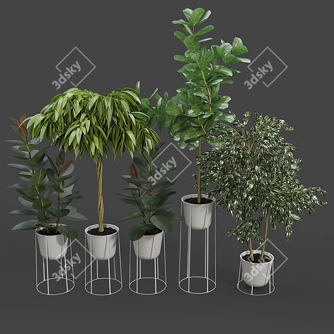 Contemporary Ficus Set with White Wire Base 3D model image 1