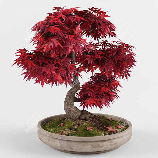Miniature Japanese Maple Bonsai Tree 3D model image 3