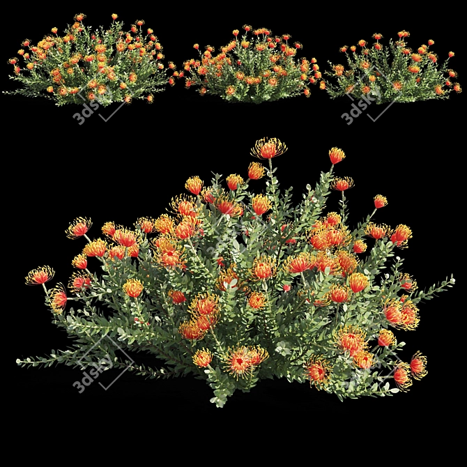Colorful Heart Leucospermum: Vibrant and Stunning 3D model image 1