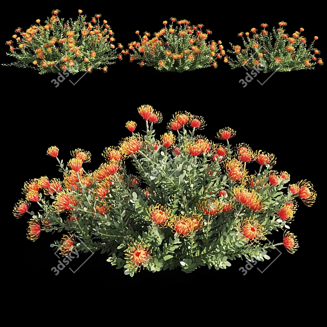Colorful Heart Leucospermum: Vibrant and Stunning 3D model image 2