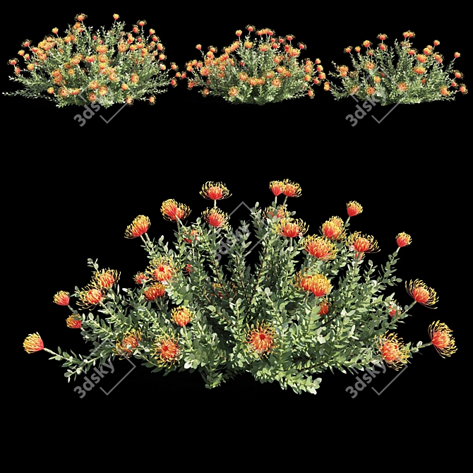 Colorful Heart Leucospermum: Vibrant and Stunning 3D model image 3