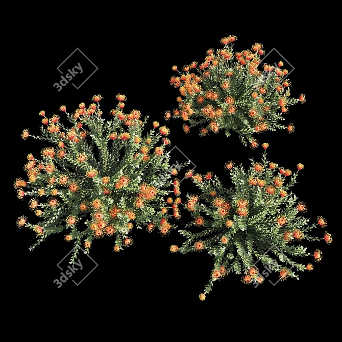 Colorful Heart Leucospermum: Vibrant and Stunning 3D model image 4