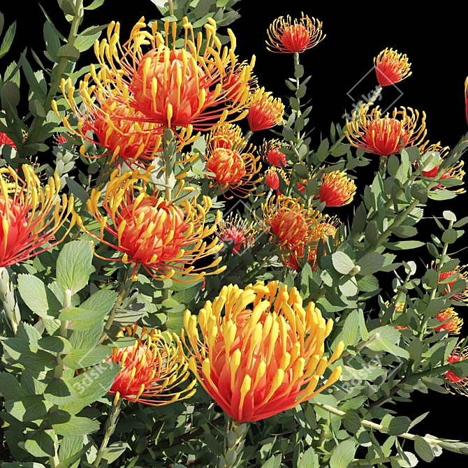 Colorful Heart Leucospermum: Vibrant and Stunning 3D model image 5