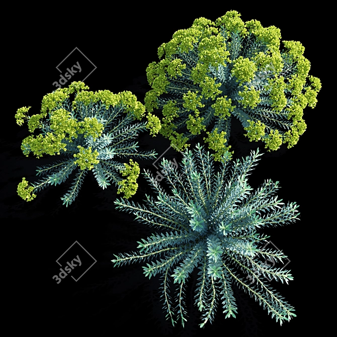 Euphorbia Myrsinites: Dazzling Vertex Colors 3D model image 1