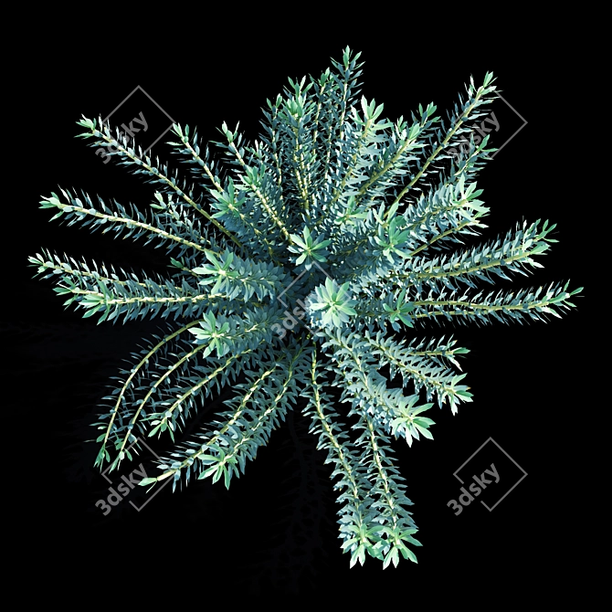 Euphorbia Myrsinites: Dazzling Vertex Colors 3D model image 4