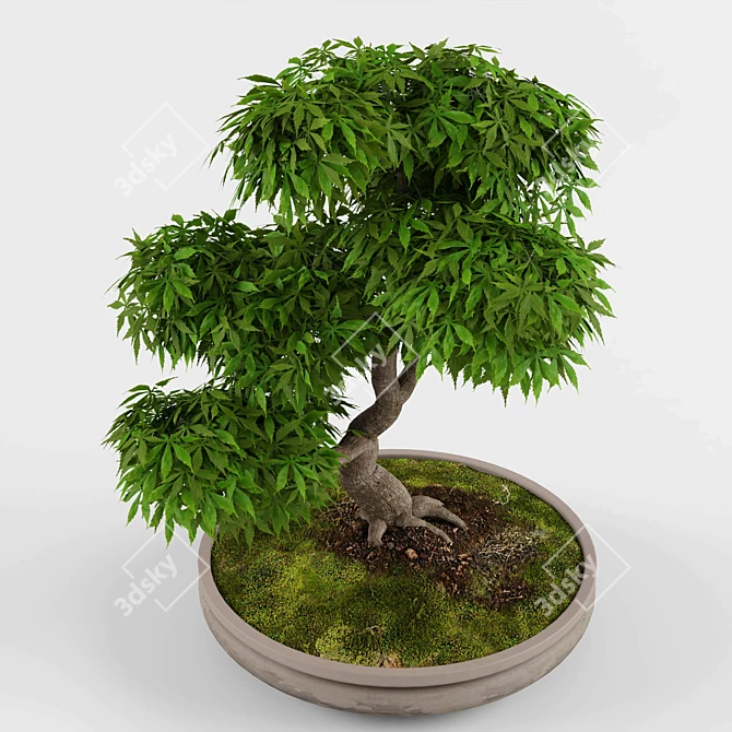 Zen Garden Bonsai Maple Tree 3D model image 3