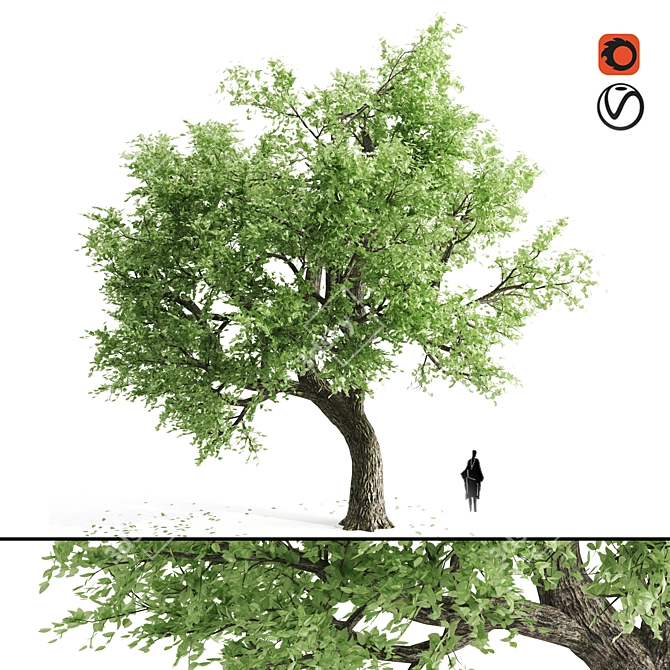 Spring Breeze Amur Cork Tree 3D model image 1