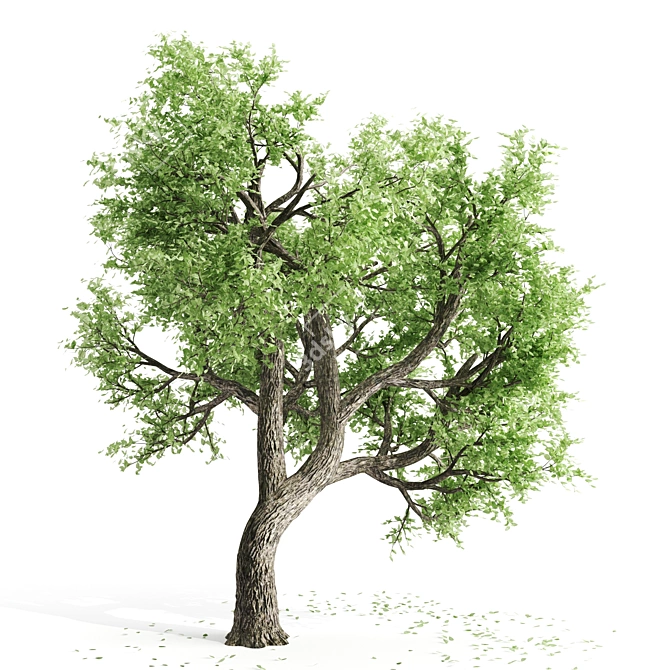 Spring Breeze Amur Cork Tree 3D model image 2