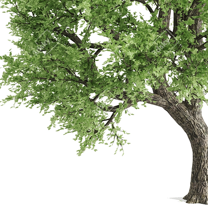 Spring Breeze Amur Cork Tree 3D model image 5