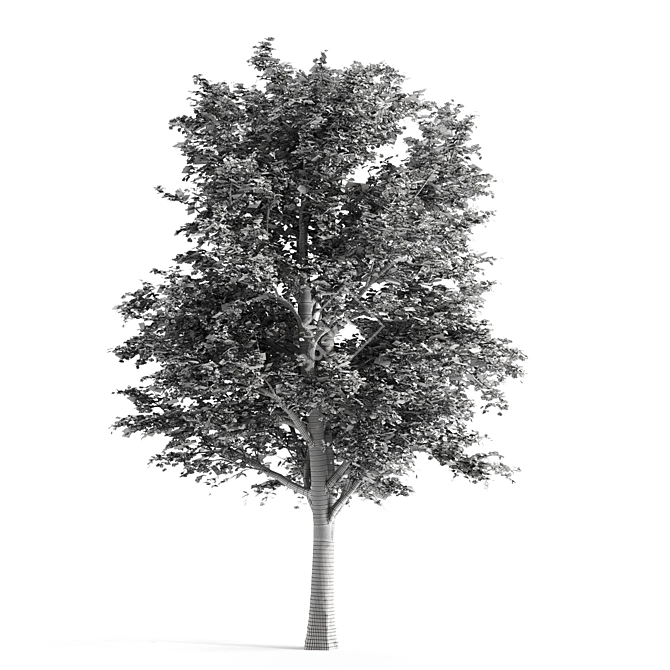 Premium Linden Tree 3D model image 5