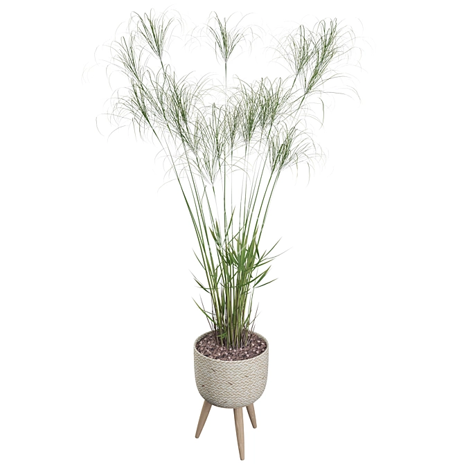 Exquisite Cyperus Nofretete Collection 3D model image 2