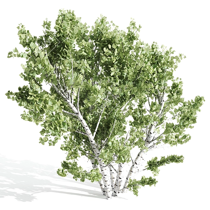 Tall Paper Birch Tree - 8.25m Height 3D model image 2