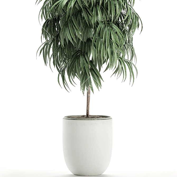 Tropical Plant Ficus Alii in White Pot 3D model image 4