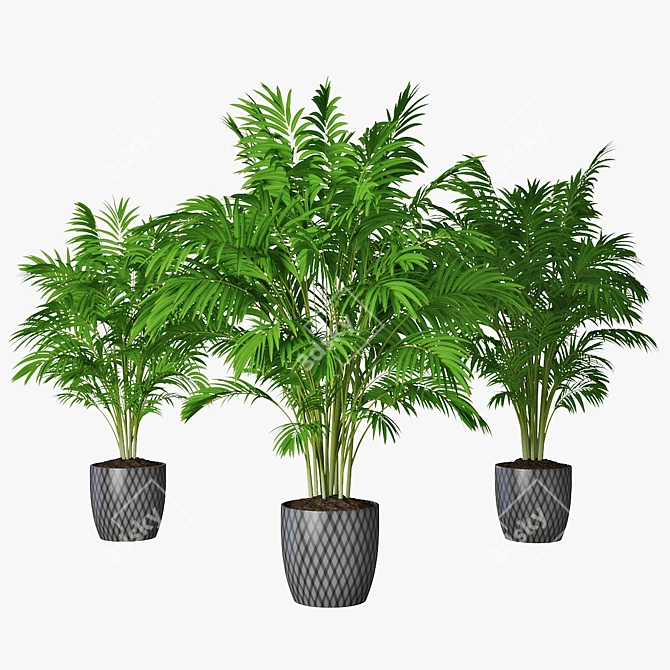 Trio of Palm Plants in Pots 3D model image 1
