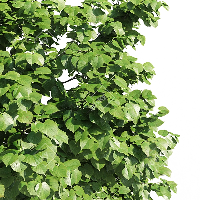 Leafy Beauty: Tilia Europaea Linden Tree 3D model image 3