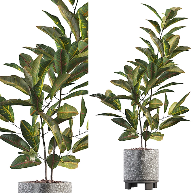 Tropical Vibes - Croton 01 3D model image 1