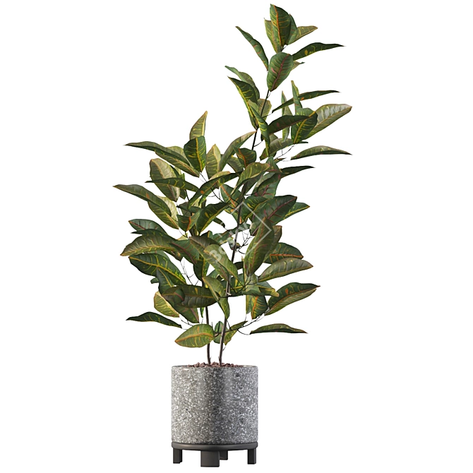 Tropical Vibes - Croton 01 3D model image 4