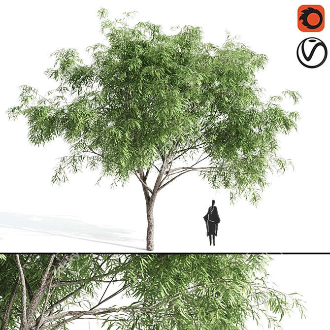 Stunning Velvet Mesquite Tree 3D model image 1