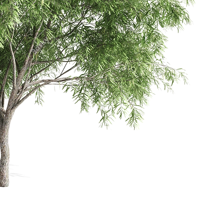 Stunning Velvet Mesquite Tree 3D model image 3