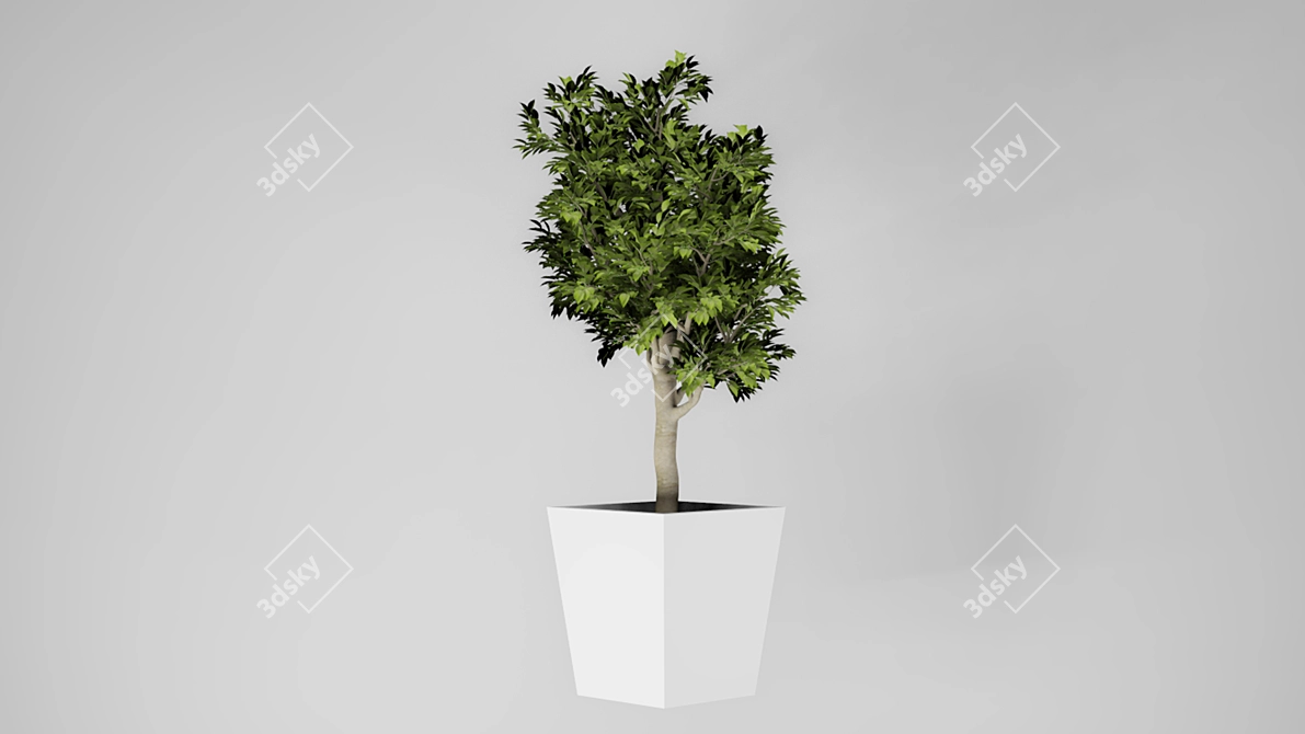 Mini Indoor Tree 3D model image 4