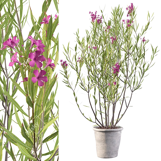 Elegant Oleander Plant: 3D Model 3D model image 1