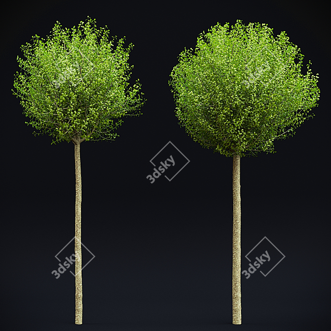 Spherical Umbraculifer Cherry Tree 3D model image 7