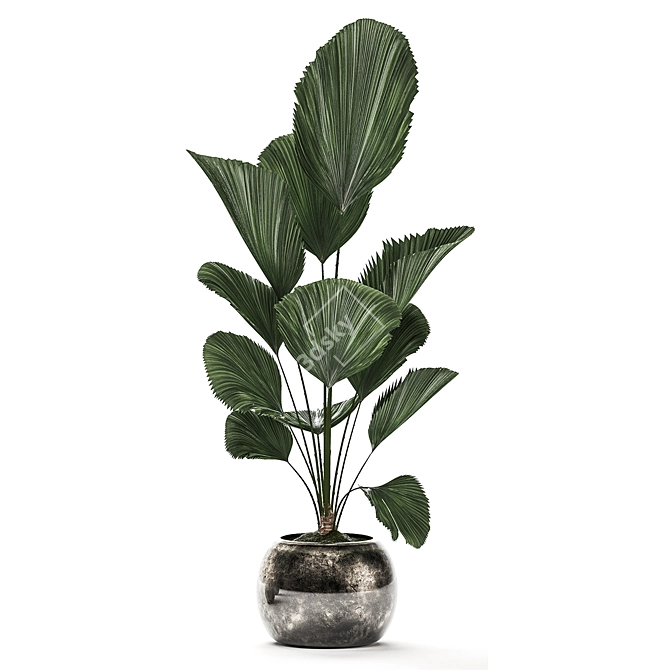 Exotic Indoor Plants Collection 3D model image 4