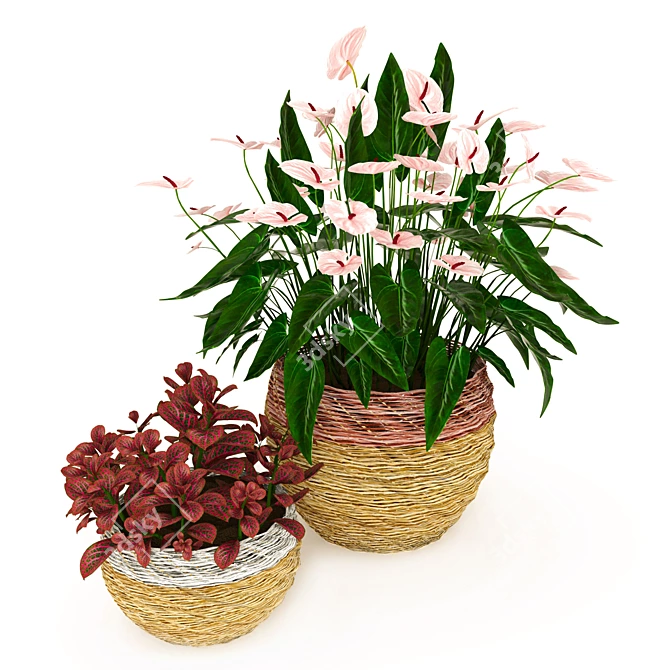 Tropical Elegance: Anthurium and Fittonia 3D model image 5