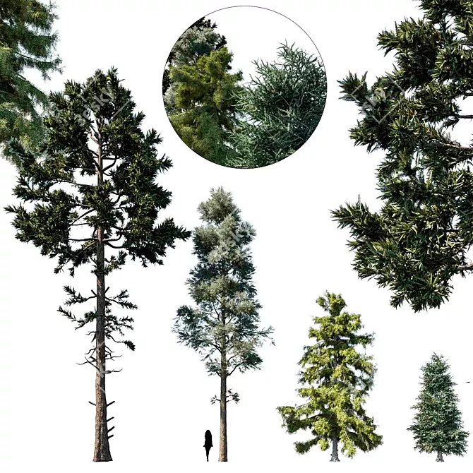 Evergreen Forest Delight: Coniferous Tree Set 3D model image 1