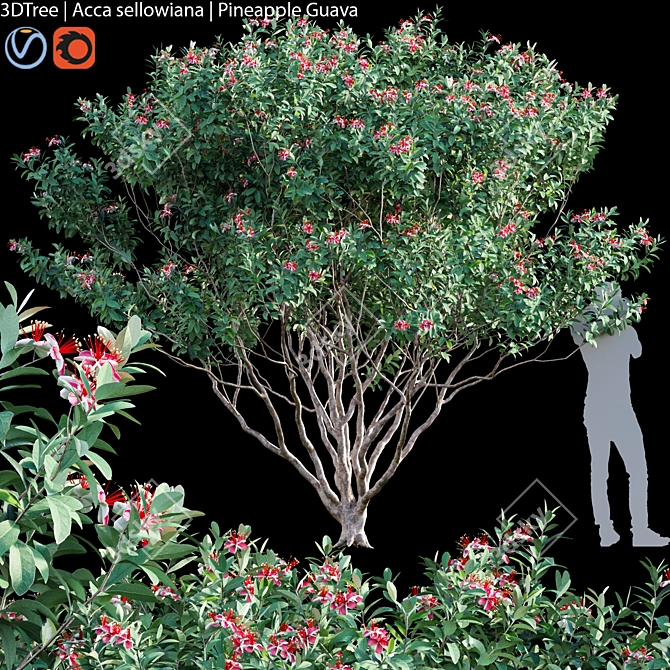 Tropical Pineapple Guava Tree 3D model image 1
