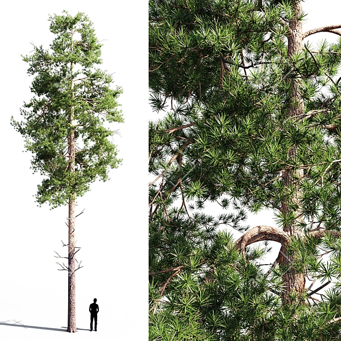 Scots Pine 1: Versatile Poly 3D model image 1