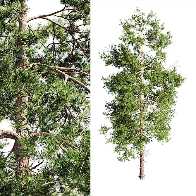 Scots Pine 1: Versatile Poly 3D model image 2