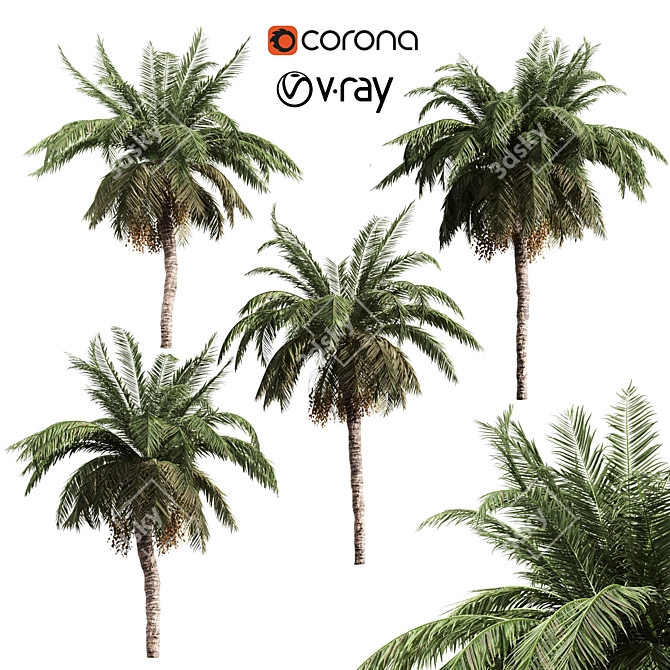 Tropical Palm Collection: PALM1-4 3D model image 1