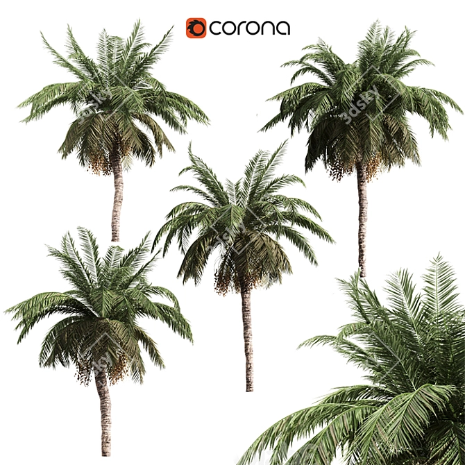 Tropical Palm Collection: PALM1-4 3D model image 6