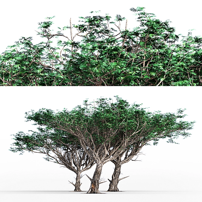3D Acacia Tree - High-Quality 3D Model 3D model image 1