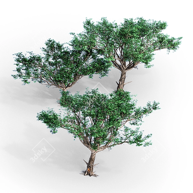 3D Acacia Tree - High-Quality 3D Model 3D model image 2