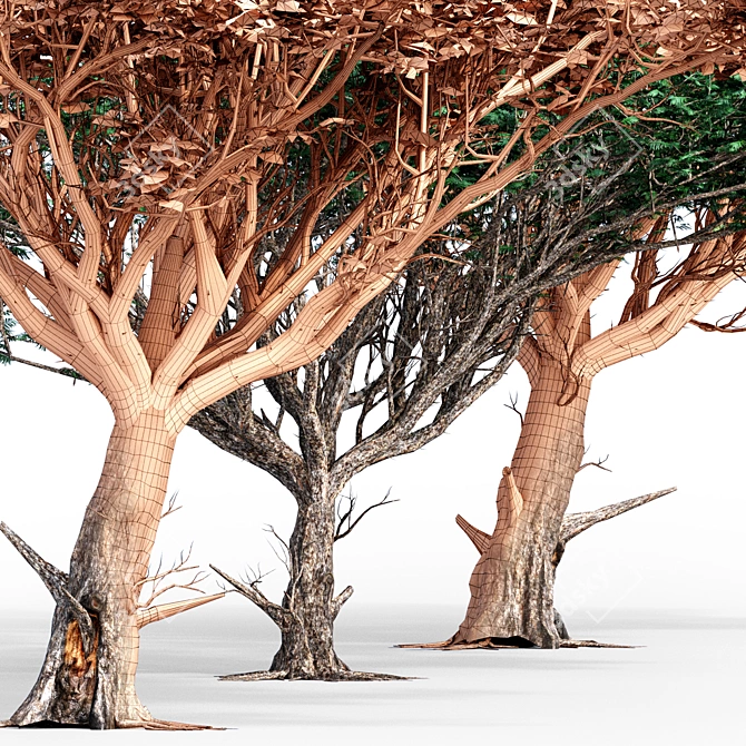 3D Acacia Tree - High-Quality 3D Model 3D model image 3