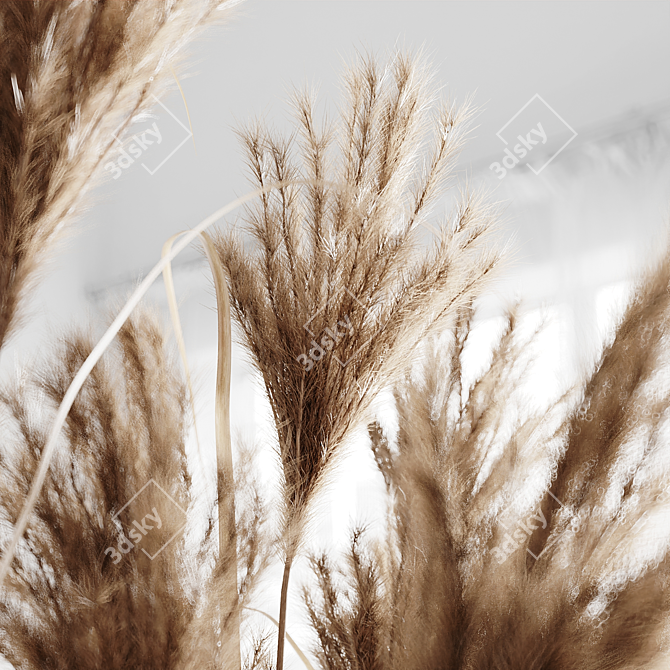 7 Stems Pampas Grass Bunch 3D model image 2