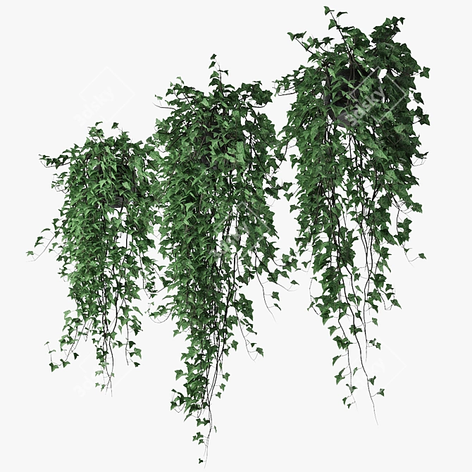 Lush Ivy Trio in Pot 3D model image 3