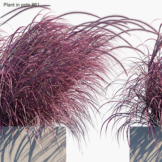 Breezy Outdoor Grass in Pots 3D model image 2