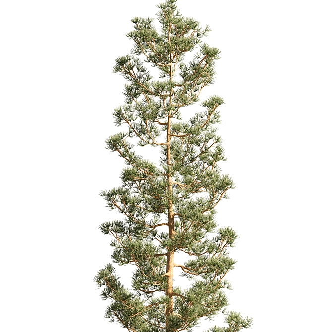 Mast Pine Options: Premium 3D Model. 3D model image 3