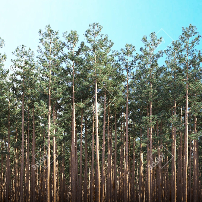 Mast Pine Options: Premium 3D Model. 3D model image 5