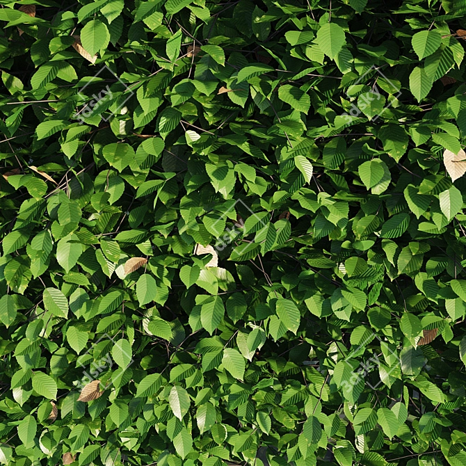 Lush Green Hornbeam Hedge 3D model image 5