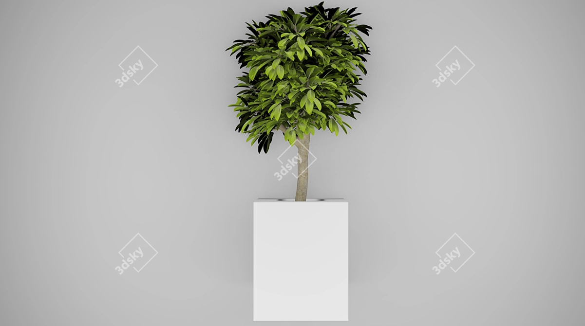 Modern Indoor Tree: Height 700mm 3D model image 1