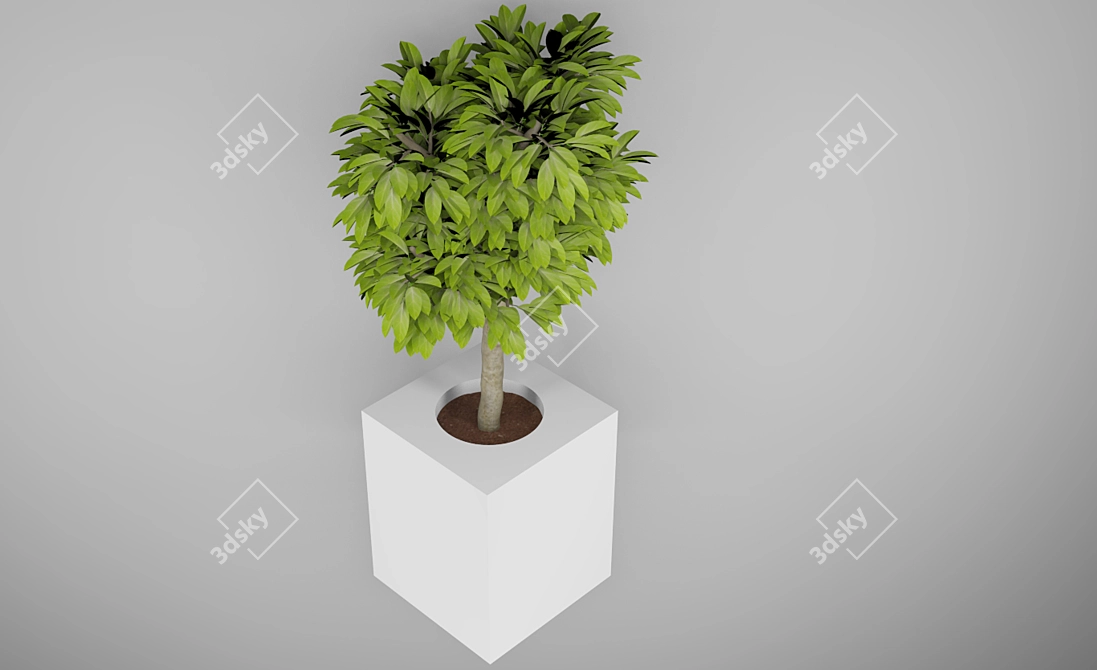 Modern Indoor Tree: Height 700mm 3D model image 2