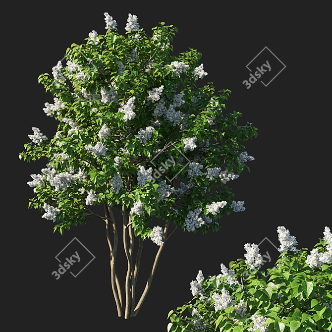 Elegant Syringa Vulgaris Tree: Stunning 3D Model 3D model image 1