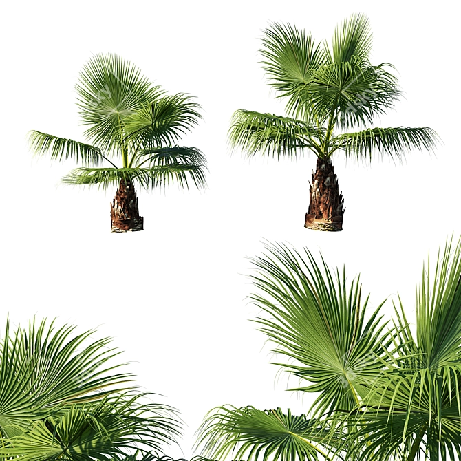  Majestic Washingtonia Filifera Tree 3D model image 1