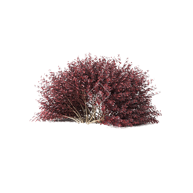 Thunberg Barberry Hedge | Vibrant Berberis Hedge 3D model image 4