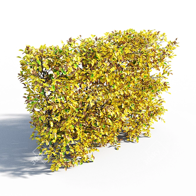 Autumn Hornbeam Hedge 3D model image 3