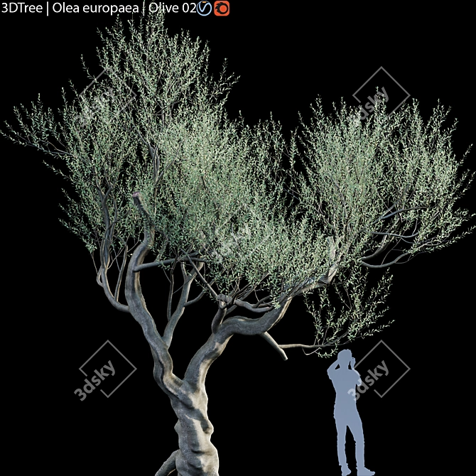Europa Olea: Stunning Olive Tree 3D model image 1